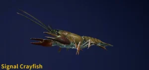 Image of Signal Crayfish