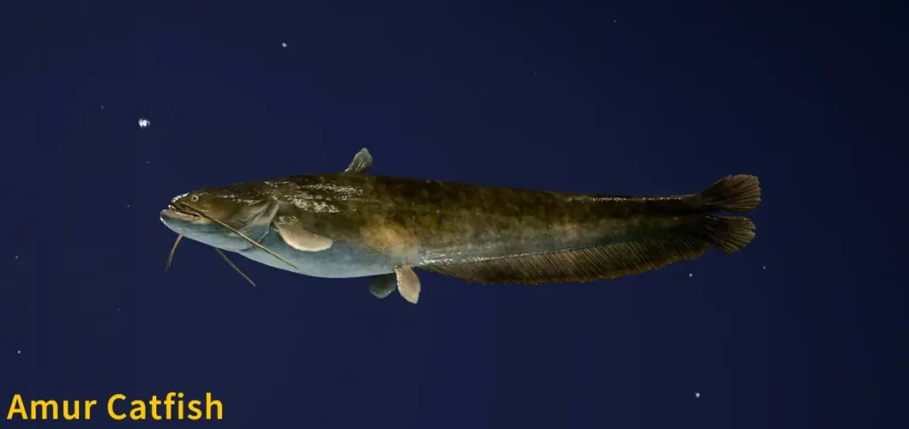 Amur Catfish