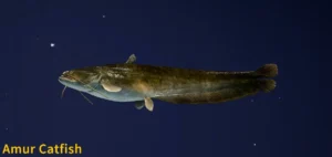 Amur Catfish