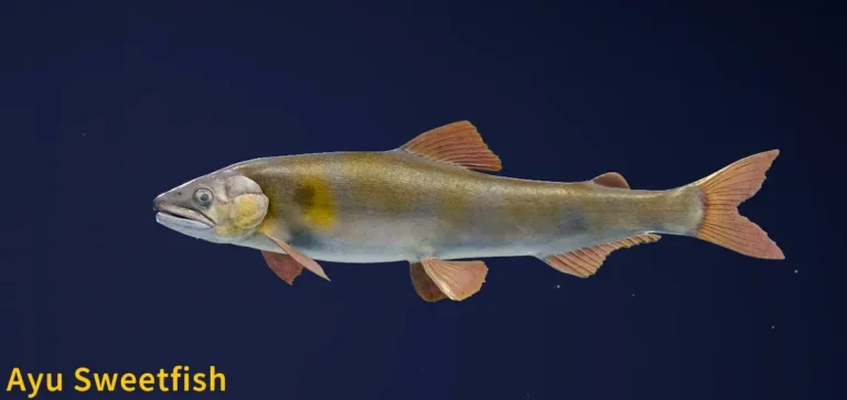 Ayu Sweetfish