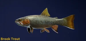 Image of Brook Trout