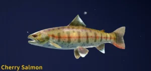 Cherry Salmon