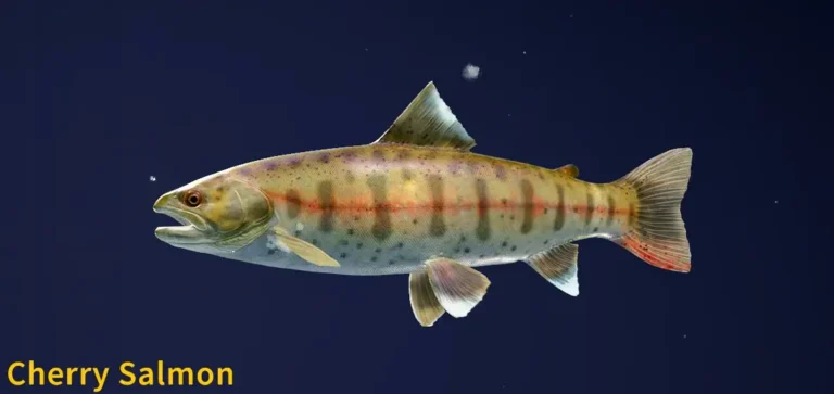 Cherry Salmon