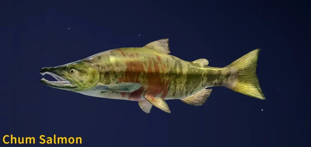 Chum Salmon