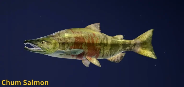 Chum Salmon