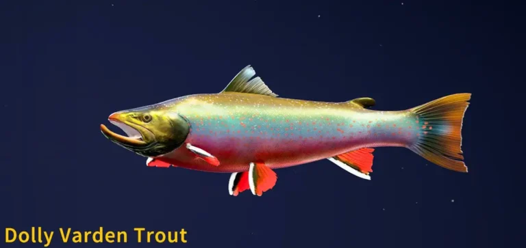 Dolly Varden Trout
