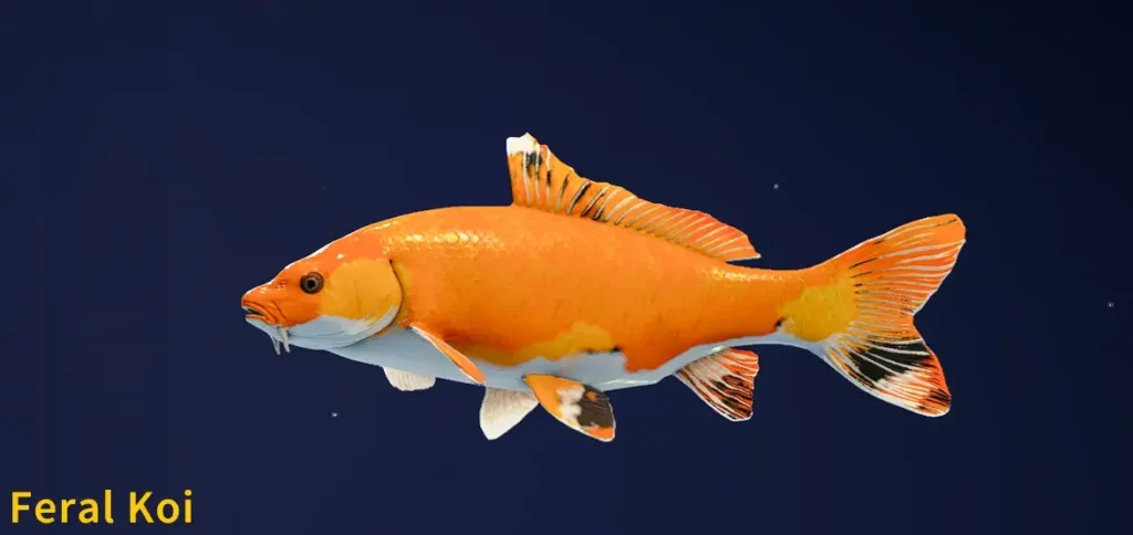 Feral Koi