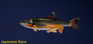 Image of Japanese Dace