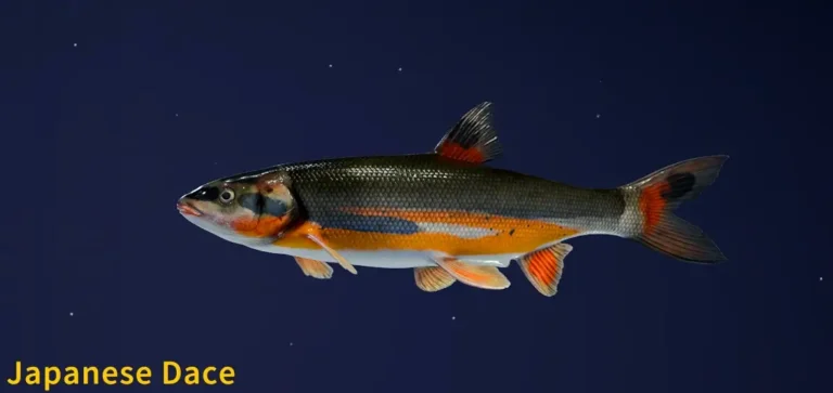 Japanese Dace
