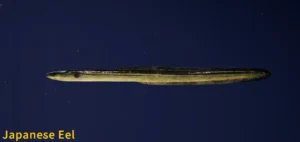 Japanese Eel