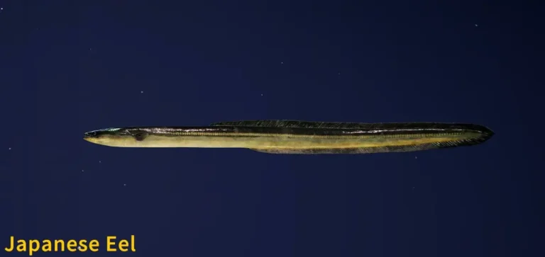 Japanese Eel