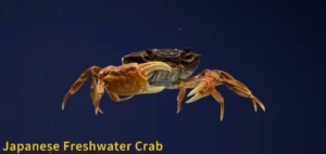 Image of Japanese Freshwater Crab