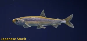 Japanese Smelt