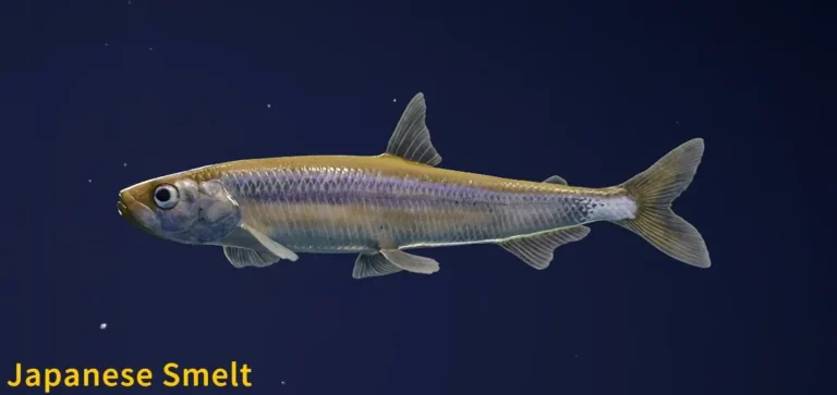 Japanese Smelt