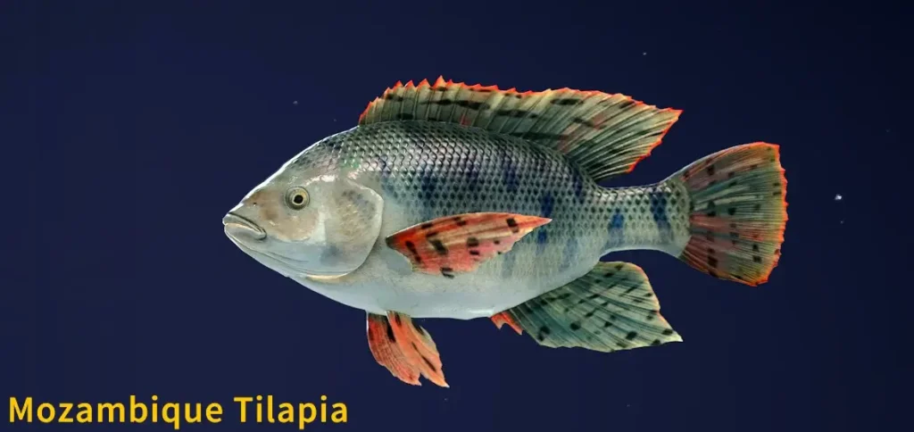 Mozambique Tilapia
