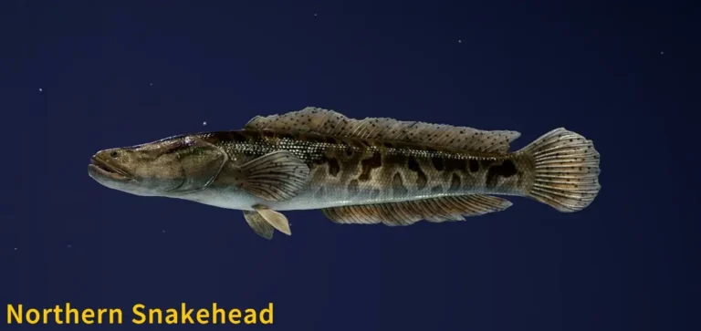 Northern Snakehead