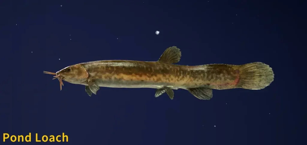 Pond Loach