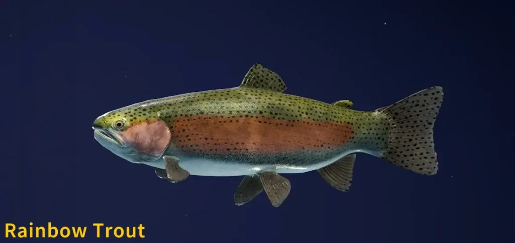 Rainbow Trout (Kamuibetsu)