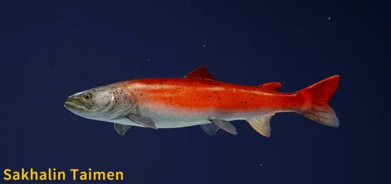 Sakhalin Taimen Image