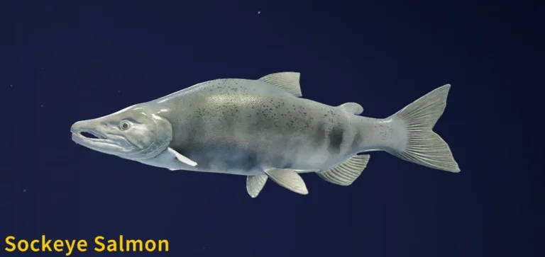 Sockeye Salmon