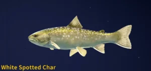 White Spotted Char