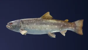 Amemasu Legendary Fish