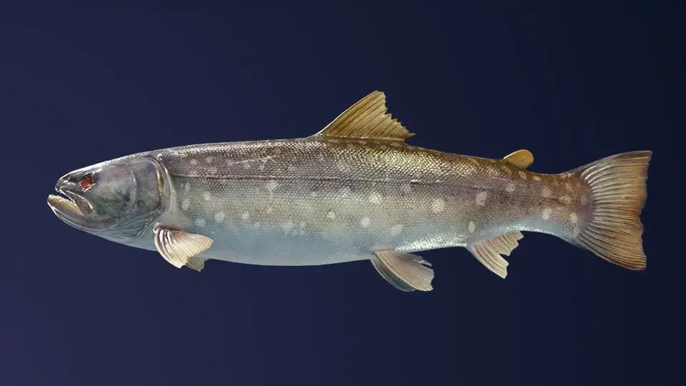 Amemasu Legendary Fish