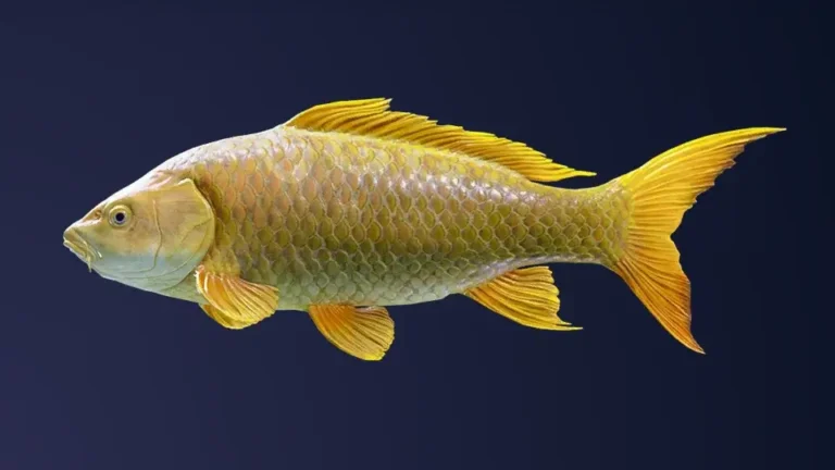 Koi no Takinobori Legendary Fish