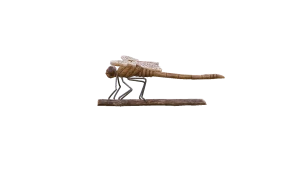 Dragonfly in Call of the Wild: The Angler