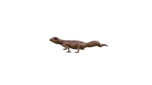 Gecko in Call of the Wild: The Angler